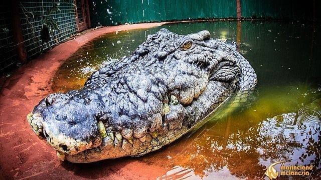 Buaya Terbesar di Dunia Mati pada Usia 110 Tahun