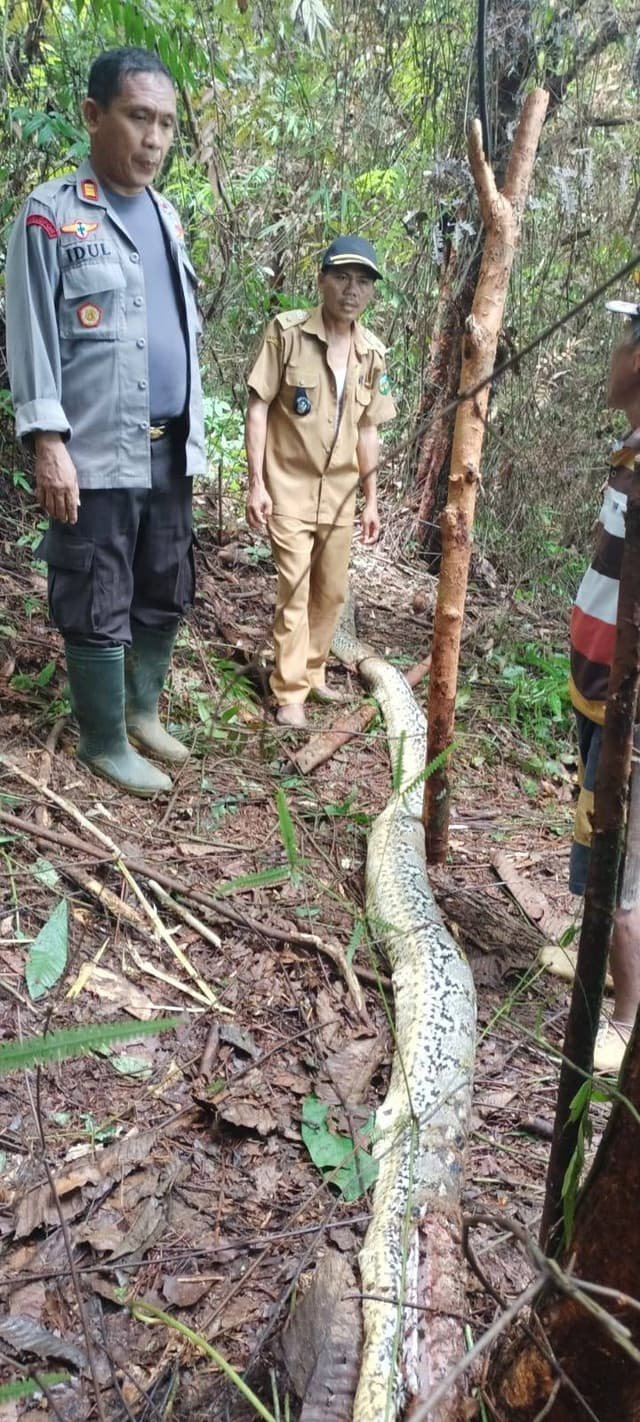 Ular Piton 8 Meter Telan Ibu Rumah Tangga