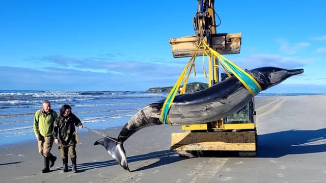 Spesies Super Langka, Paus Bergigi Sekop Ditemukan Terdampar