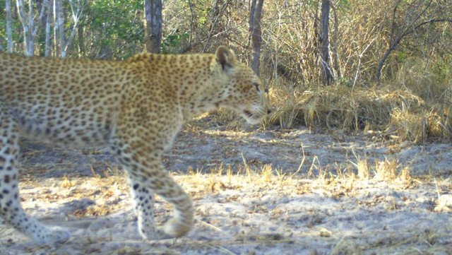 Perdana, Macan Tutul 'Stroberi' Terekam di Kamera