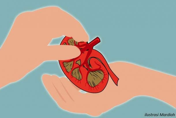 Manusia Pertama Transplantasi Ginjal Babi Meninggal Dunia