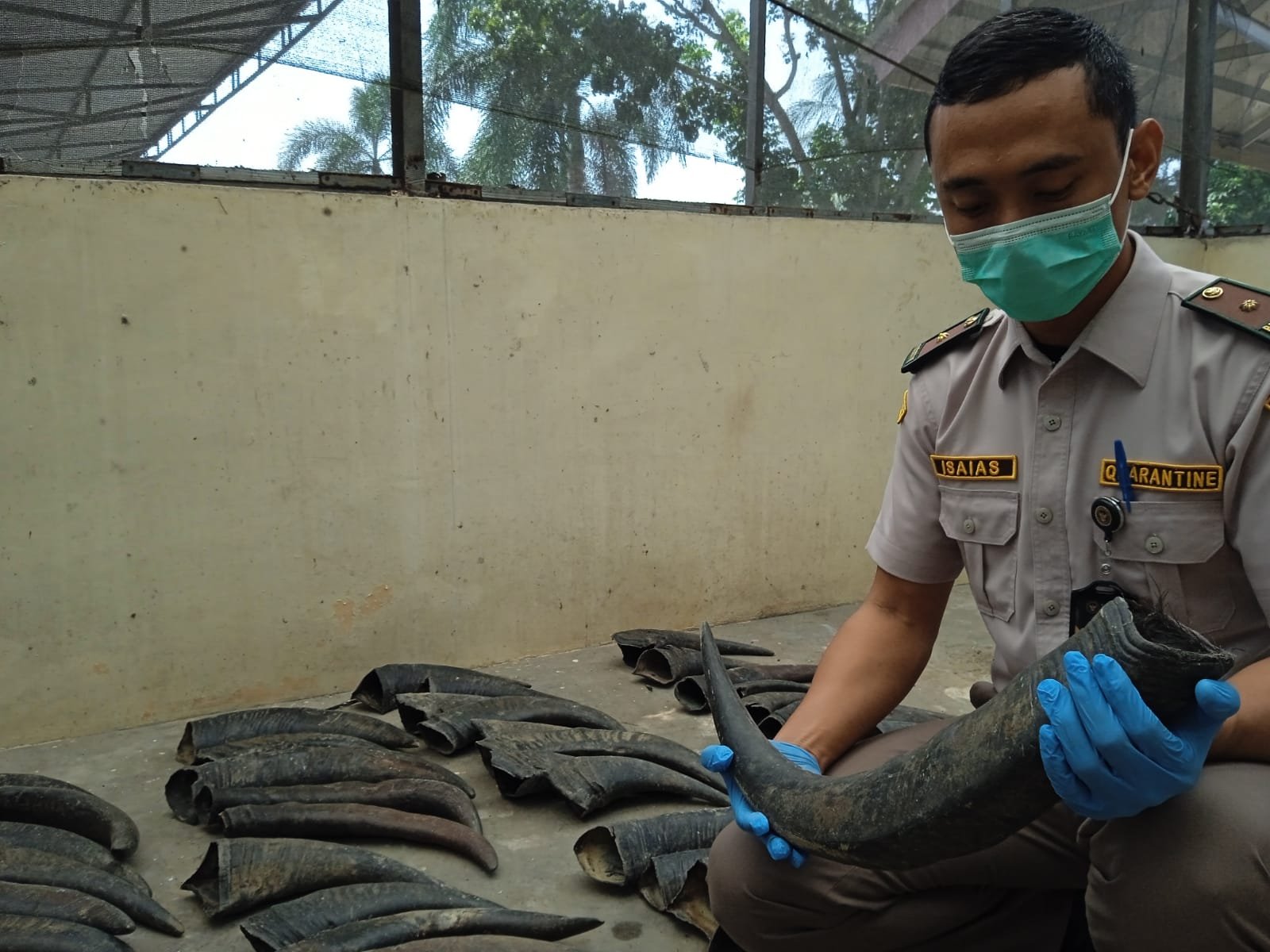 Karantina Lampung Tahan 70 Tanduk Kerbau Tidak Berdokumen di Bakauheni