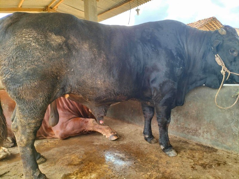 Penampakan Sapi Jokowi yang Dikurbankan untuk Masyarakat Lampung
