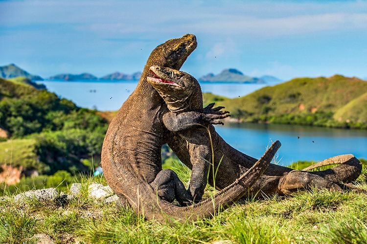 Taman Nasional Komodo Ditutup, Sandiaga Yakin Tidak akan Pengaruhi Kunjungan Wisman