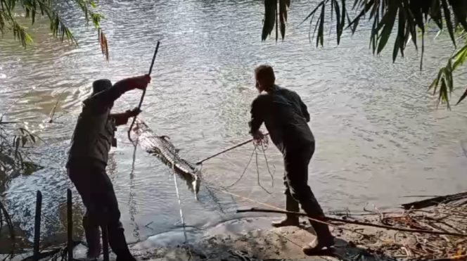 Berjibaku Tendang Kepala dan Mata Buaya, Nyawa Madridi Selamat dari Serangan Reptil Way Semaka Tanggamus