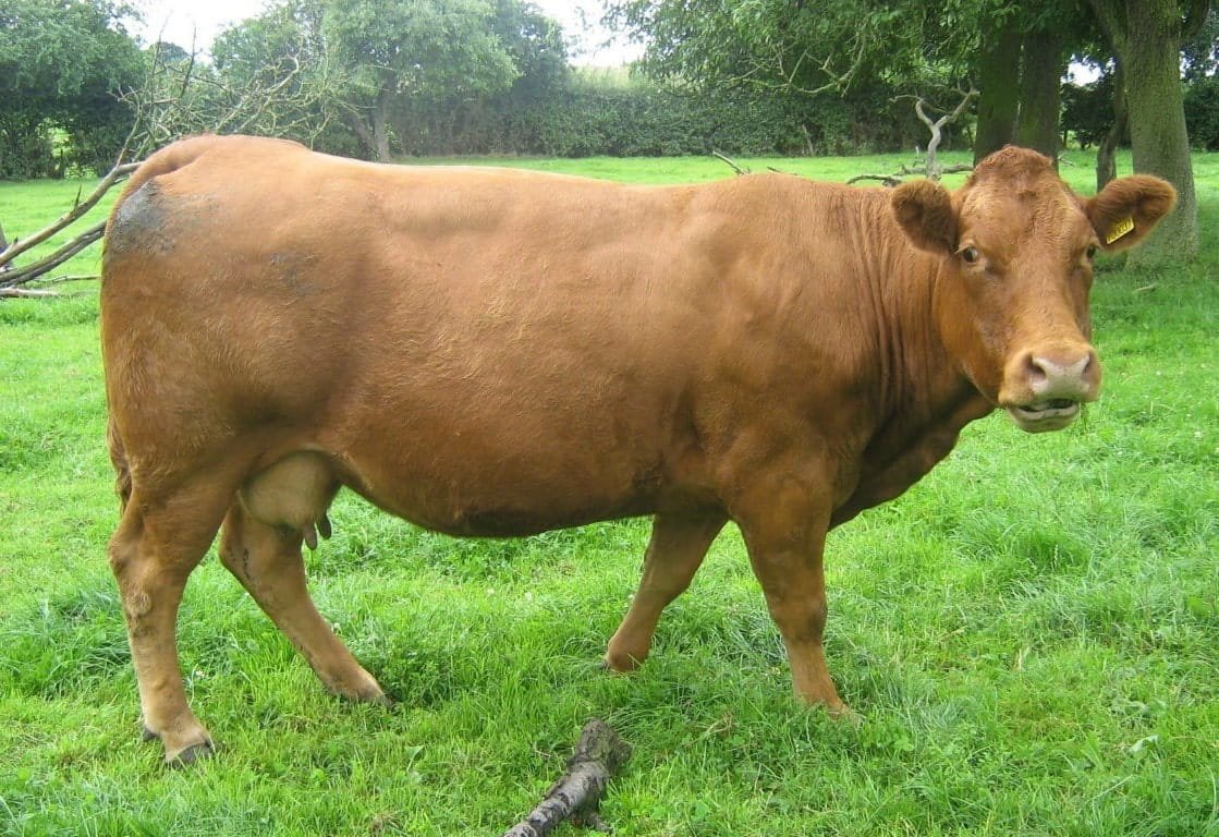 Sapi Limousin untuk Kurban Masuk ke Sumur, Damkar Bantu Evakuasi