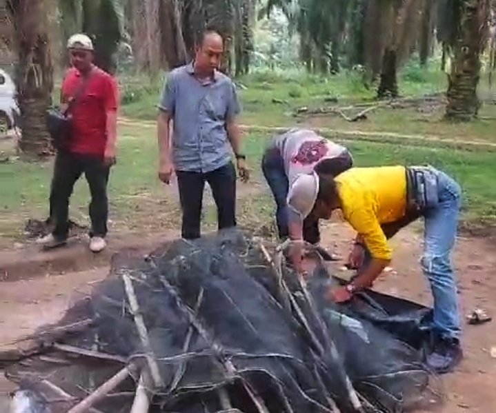 Polsek Padang Ratu Gerebek Arena Judi Sabung Ayam
