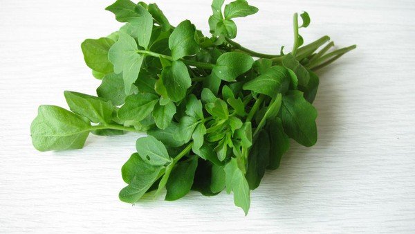 Ini Sayuran Paling Sehat di Dunia, Skor Nutrisinya Capai 100