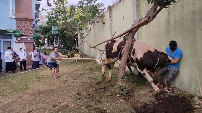 Sapi Lepas dan Seruduk Dua Anak, Satu Diantaranya Dilarikan ke RS
